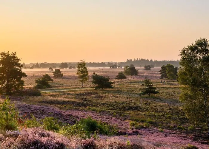 Bonte Schaap * Elspeet